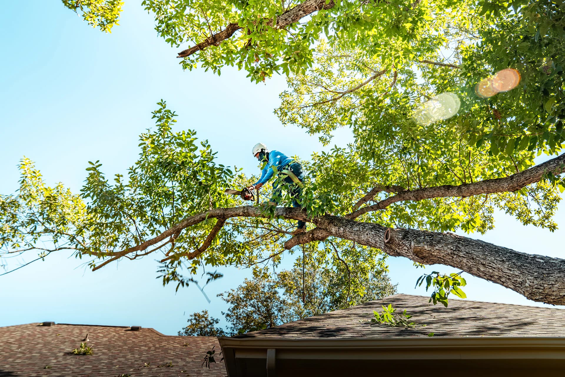 Professional tree removal crew safely extracting a large tree from a South Bay property