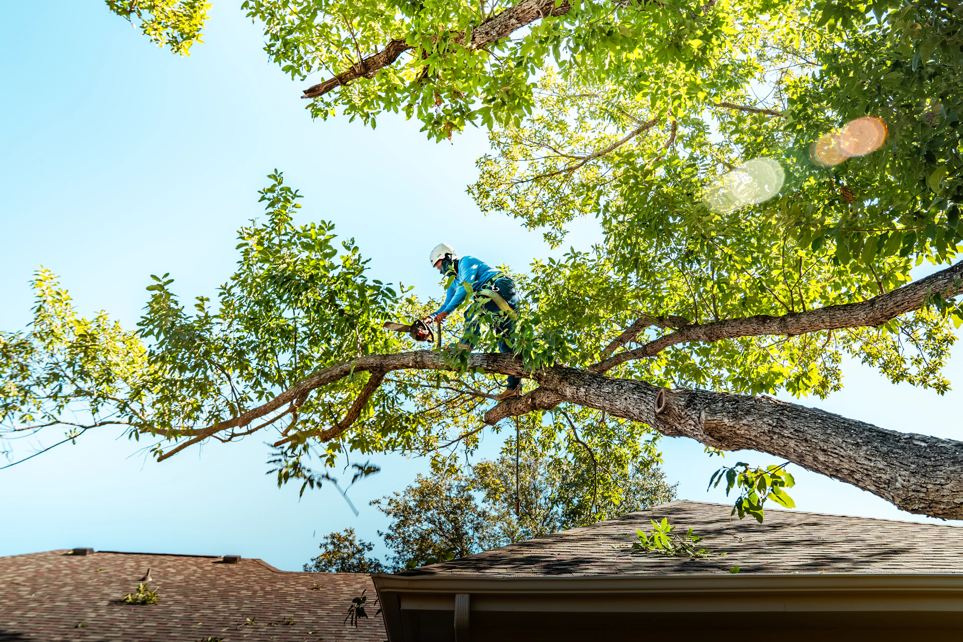 Tree Trimming & Removal — South Bay, CA | Paragon Home Services